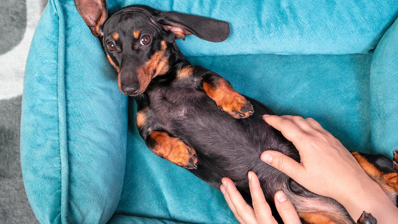 Cute lazy dachshund puppy poses with belly up in pet bed while human makes him relaxing massage