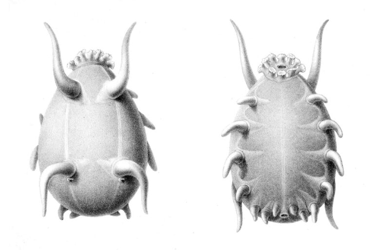 The Sea Pig Is a Pink, Translucent Cousin of the Sea Cucumber That Walks the Ocean Floor on Tube Feet — Thousands Cluster Together in the Abyss