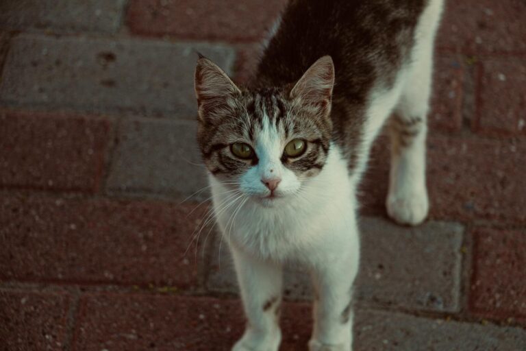 A stray cat captured in a close-up shot standing on a brick pavement in Nevşehir, Turkey.