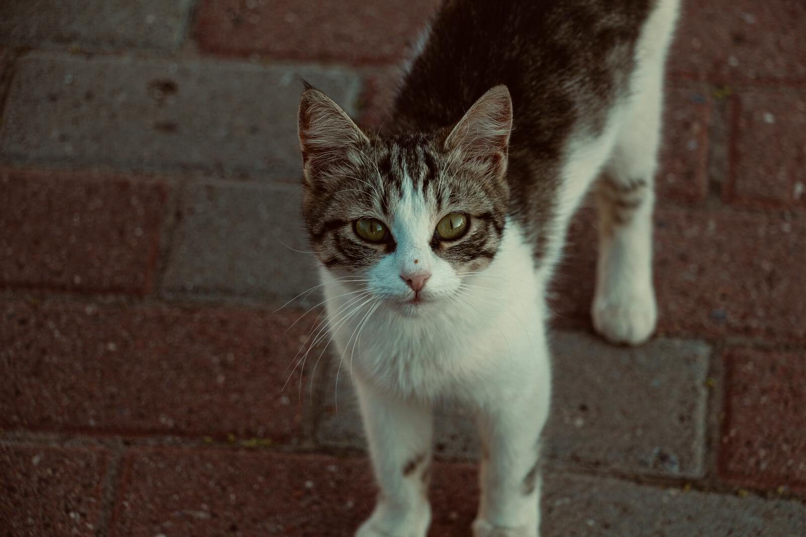A stray cat captured in a close-up shot standing on a brick pavement in Nevşehir, Turkey.