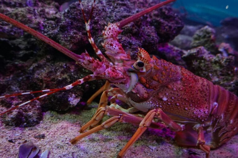 Detailed image of a vibrant lobster on a coral reef, showcasing marine wildlife in its natural habitat.