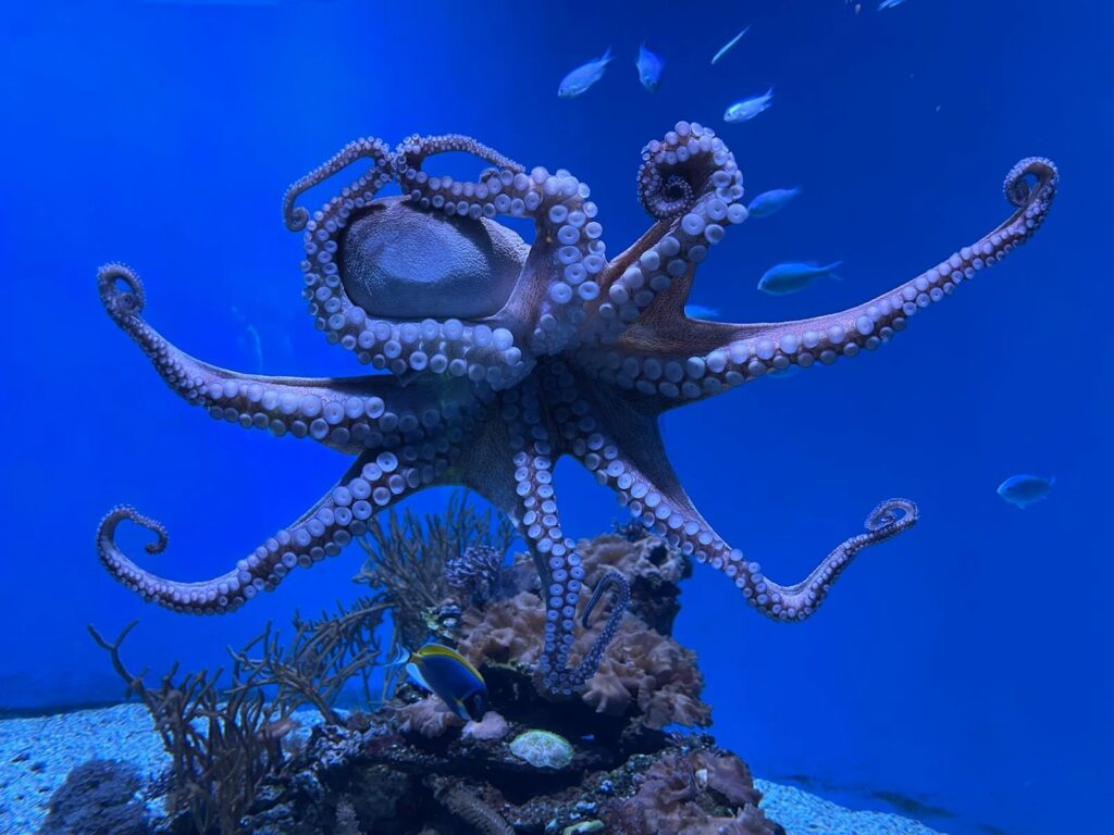 Close-up of an octopus gracefully swimming in a blue aquarium.