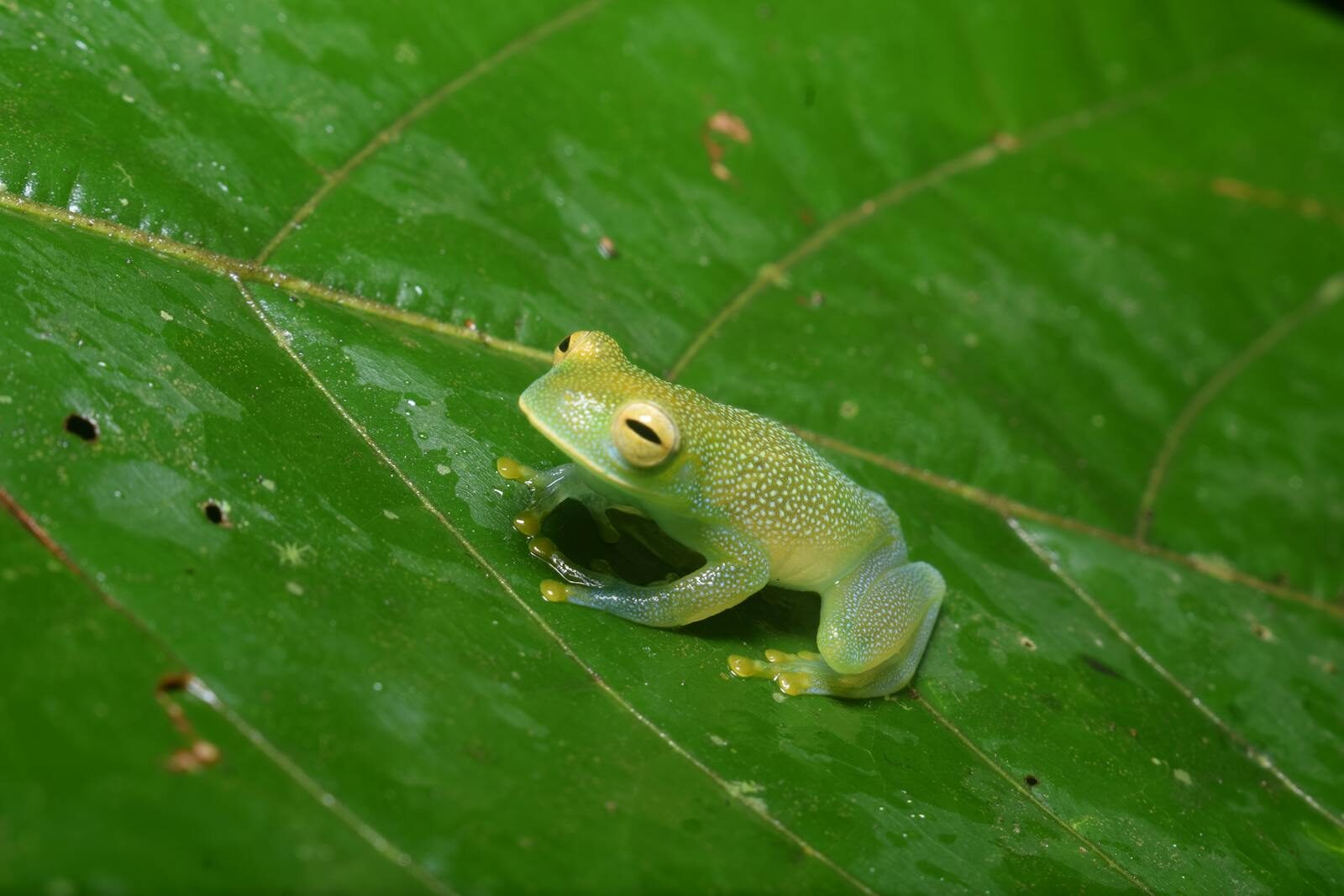 Close-up of a vivid green tree frog on a lush tropical leaf, showcasing its delicate features.