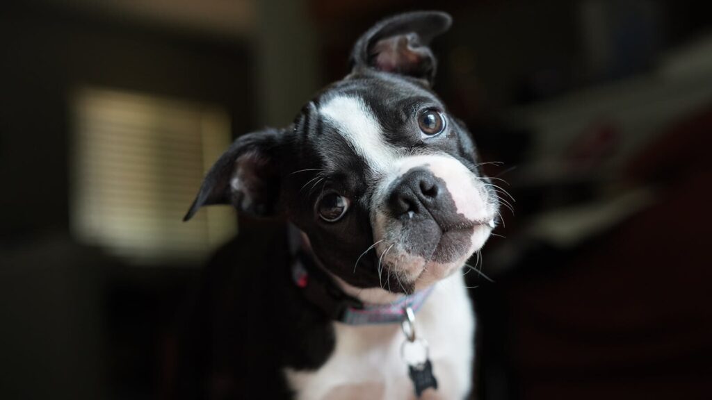 A charming Boston Terrier with a tilted head, showcasing its adorable and curious nature.