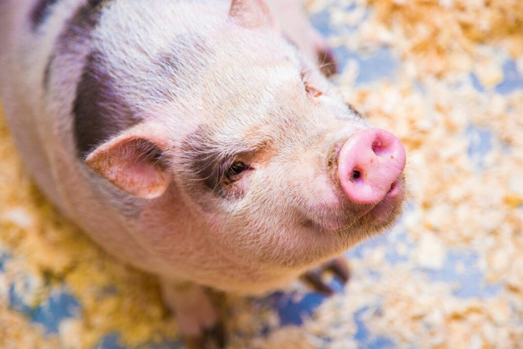 Cute piglet on a bed of straw, showcasing its adorable features and curious nature.