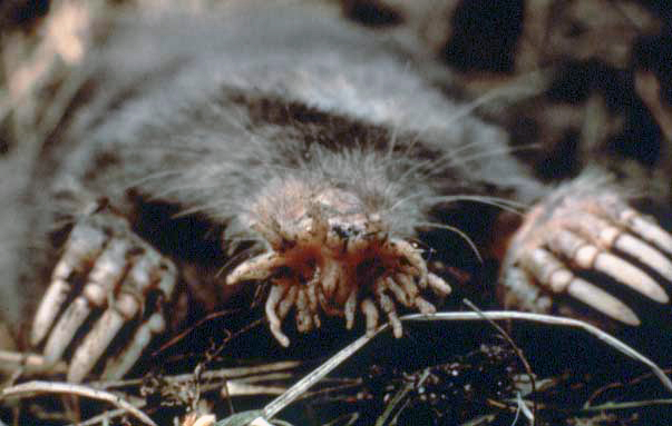 The Star-Nosed Mole Has 22 Pink Tentacles on Its Face and Eats Faster Than Any Other Mammal — It Can Identify Prey in Just 8 Milliseconds