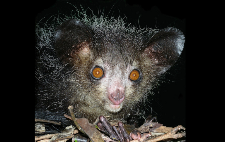 The Aye-Aye Uses Its Extra-Long Middle Finger to Tap Trees and Listen for Insects Inside — Locals in Madagascar Once Killed Them on Sight as Omens