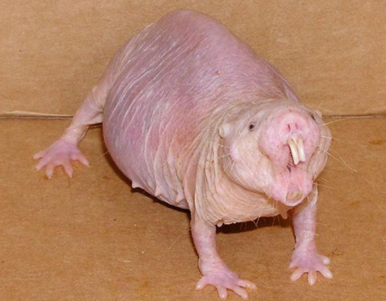 The Naked Mole Rat Lives 30+ Years, Feels No Pain, and Almost Never Gets Cancer — Researchers Are Studying Its Cells for Human Longevity Clues