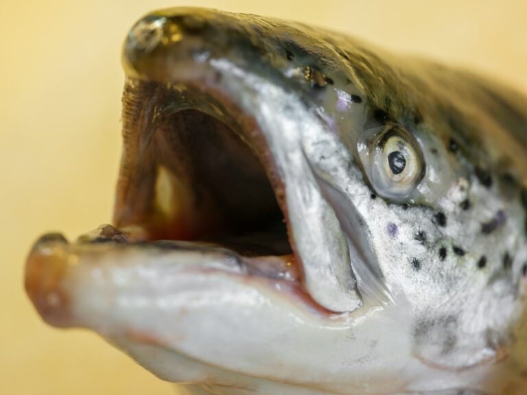 Close-up of a salmon's open mouth and eye