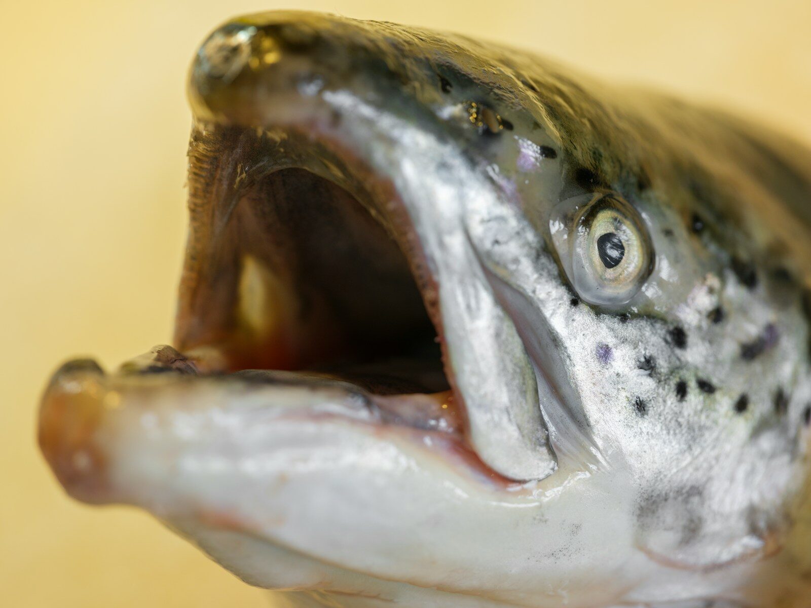 Close-up of a salmon's open mouth and eye