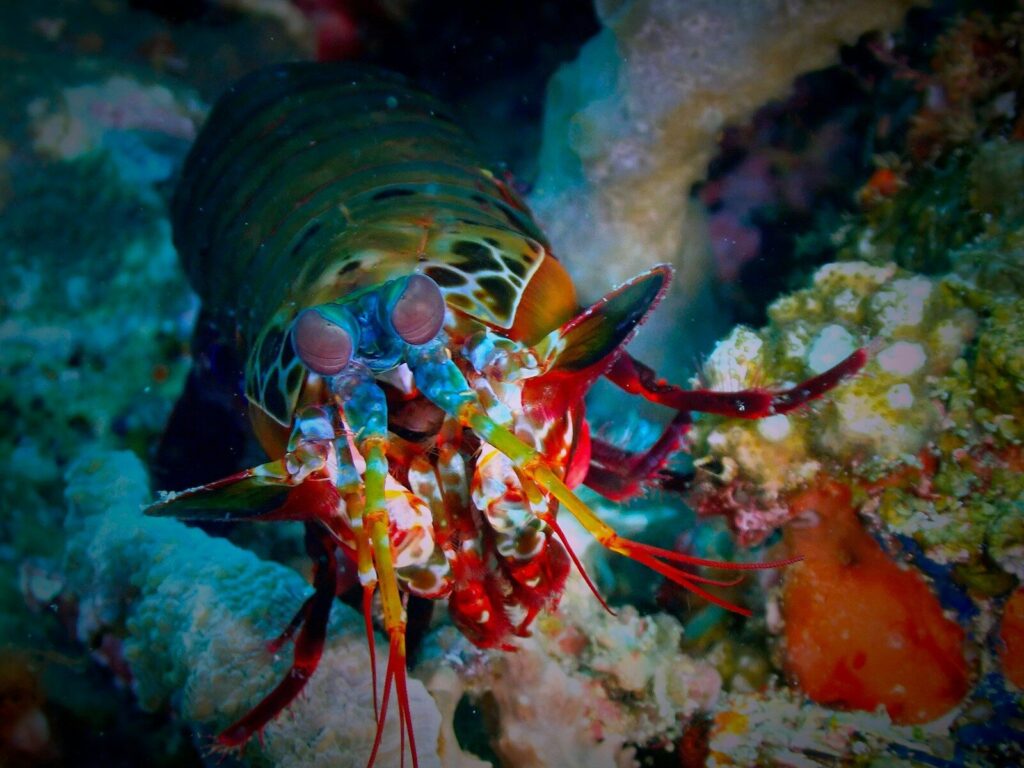 A colorful sea anemone on a coral reef