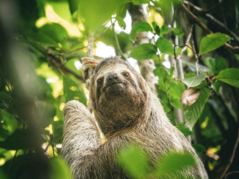 A sloth hanging from a tree branch in the jungle