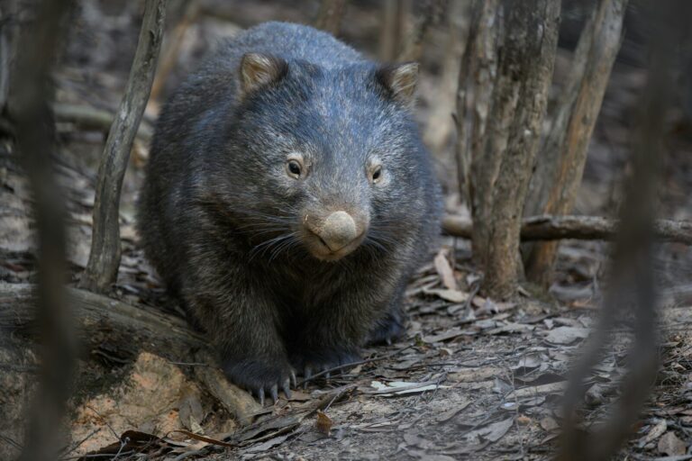 A wombat stares directly at the camera.