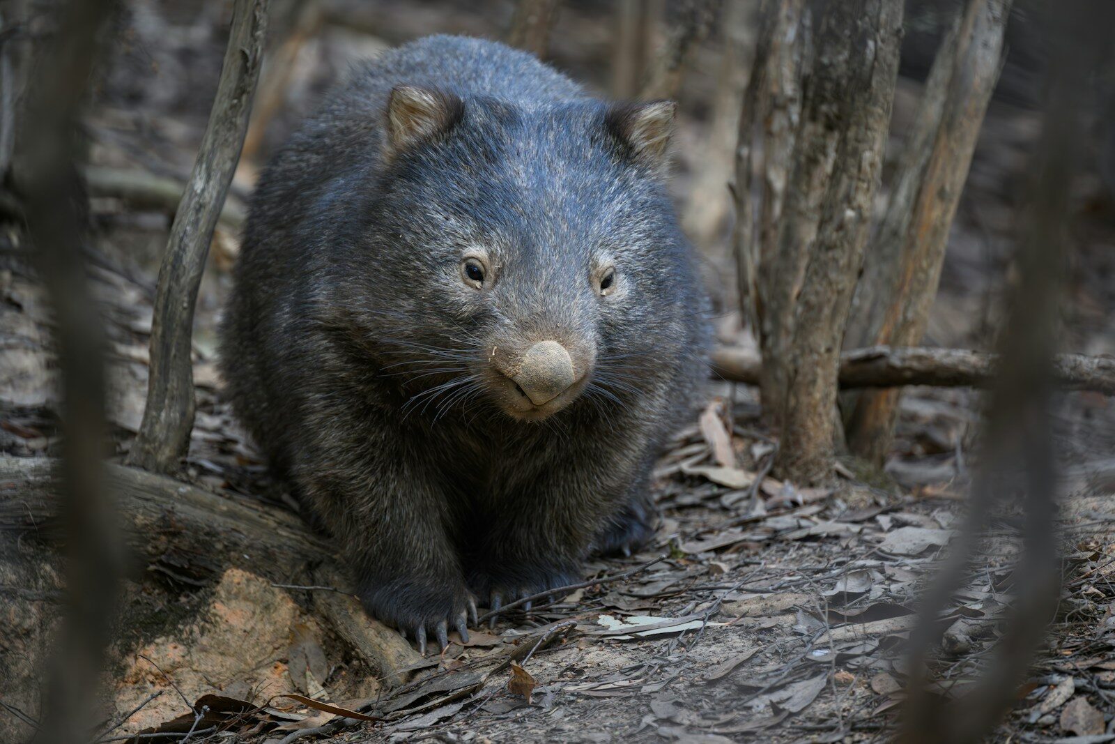 A wombat stares directly at the camera.
