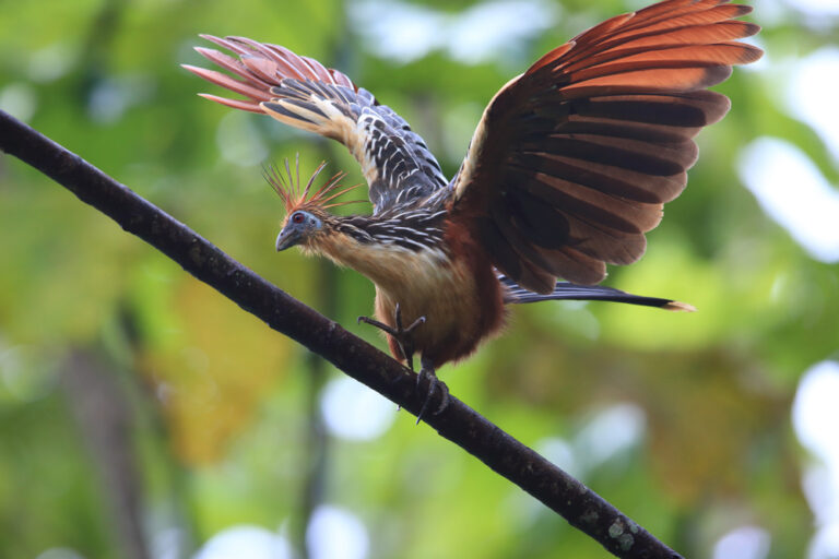 The Hoatzin Chick Has Functional Claws on Its Wings and Smells Like Cow Manure — Scientists Call It the “Stinkbird” and Think It’s a Living Fossil
